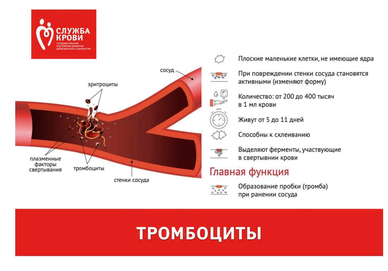 Сегодня расскажем про тромбоциты
